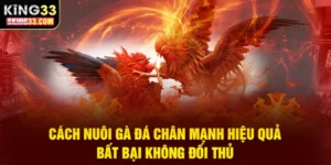 Chia sẻ kinh nghiệm nuôi gà đá chân mạnh hiệu quả từ anh Ba Cọp
