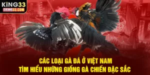 Khám phá các giống gà chiến nổi bật ở Việt Nam và đặc điểm của từng loại