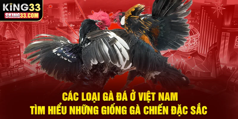 Khám phá các giống gà chiến nổi bật ở Việt Nam và đặc điểm của từng loại