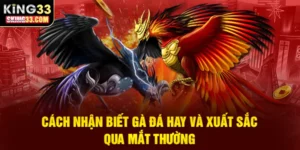 Hướng dẫn nhận diện gà đá hay qua đặc điểm mắt thường