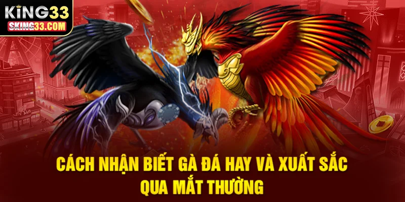 Hướng dẫn nhận diện gà đá hay qua đặc điểm mắt thường